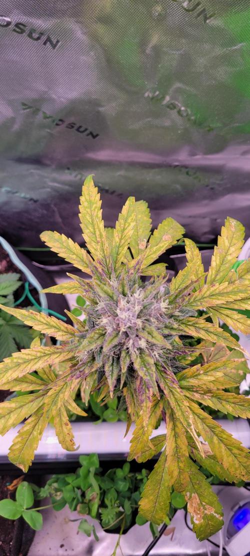 🍋🍒🍪 Lemon Cherry Cookies. Week 7