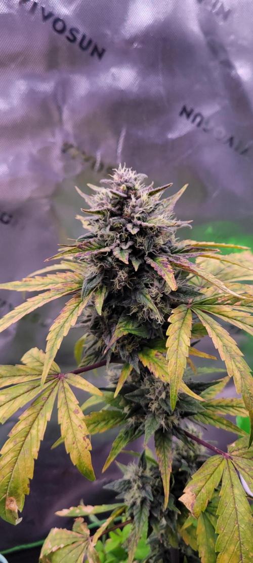 🍋🍒🍪 Lemon Cherry Cookies. Week 7
