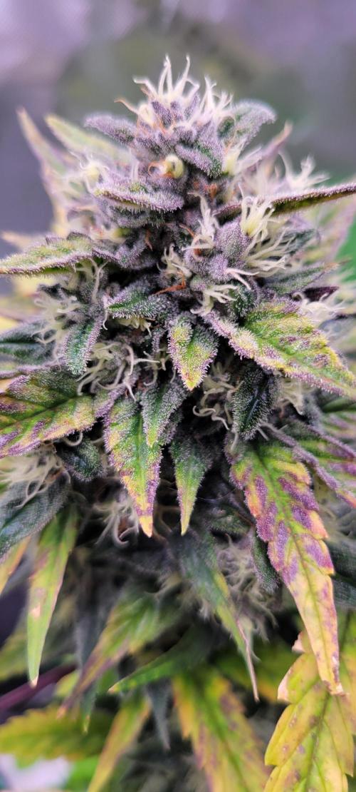 🍋🍒🍪 Lemon Cherry Cookies. Week 7