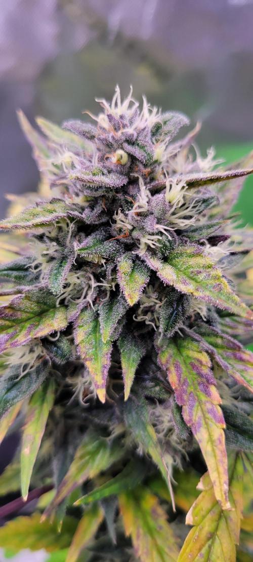 🍋🍒🍪 Lemon Cherry Cookies. Week 7
