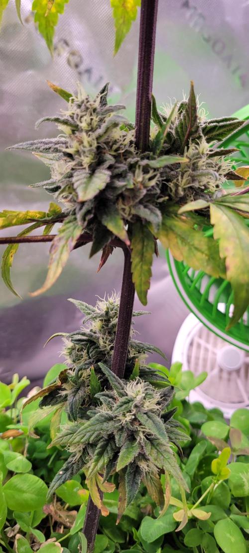 🍋🍒🍪 Lemon Cherry Cookies. Week 7