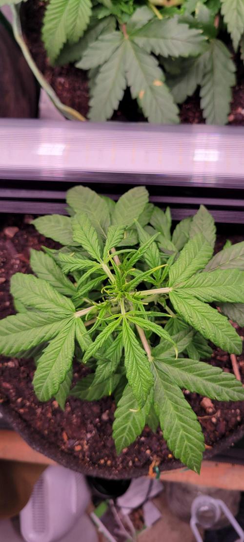 Gorilla Cookies. Week 5