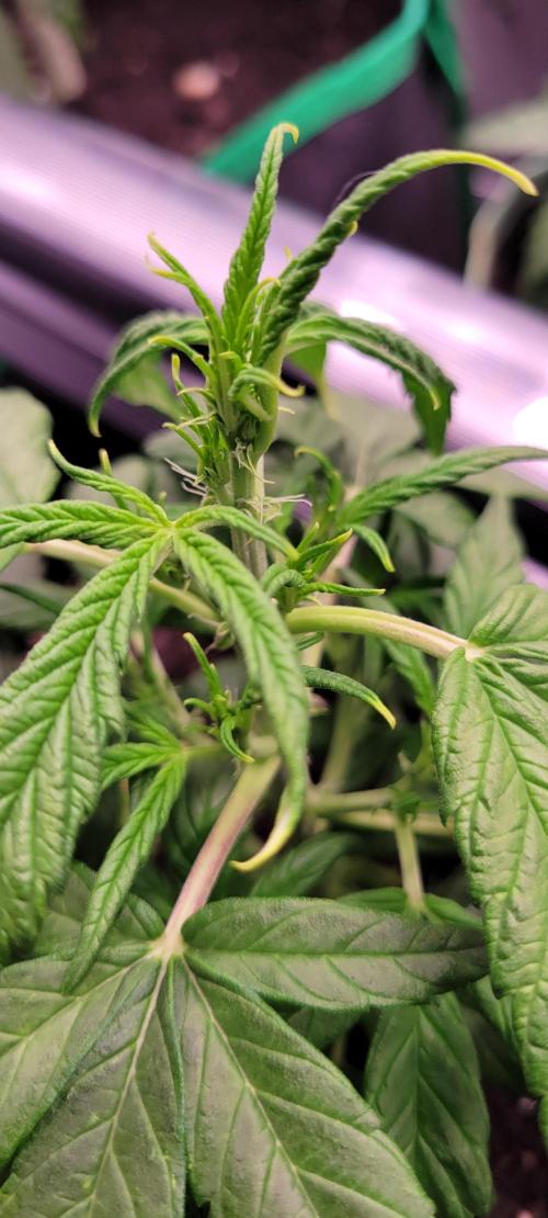 Gorilla Cookies. Week 5