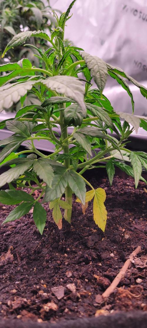 Gorilla Cookies. Week 5