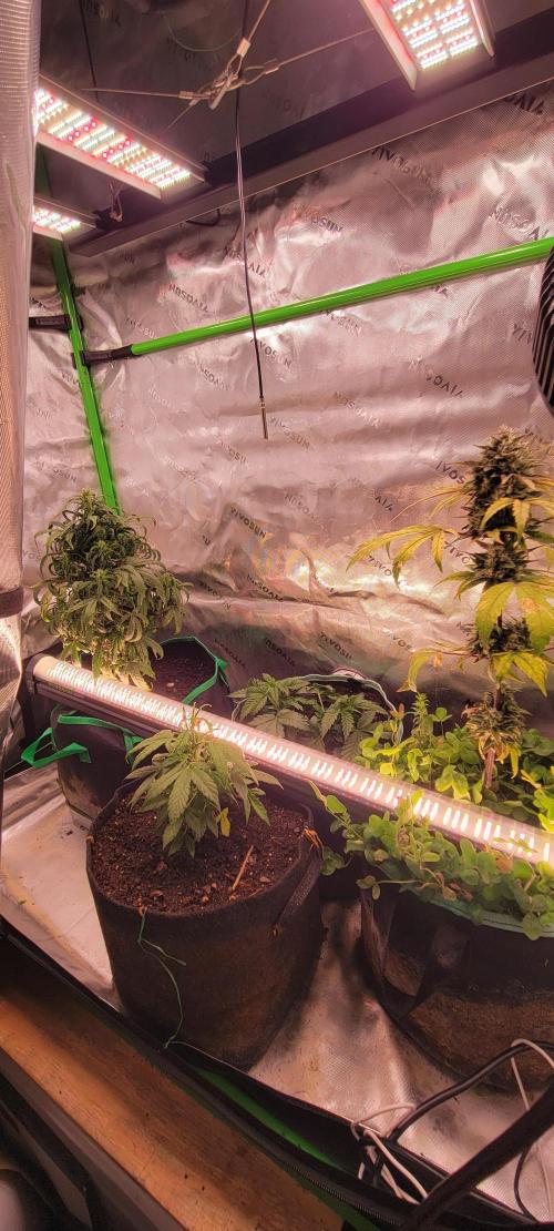 Gorilla Cookies. Week 5
