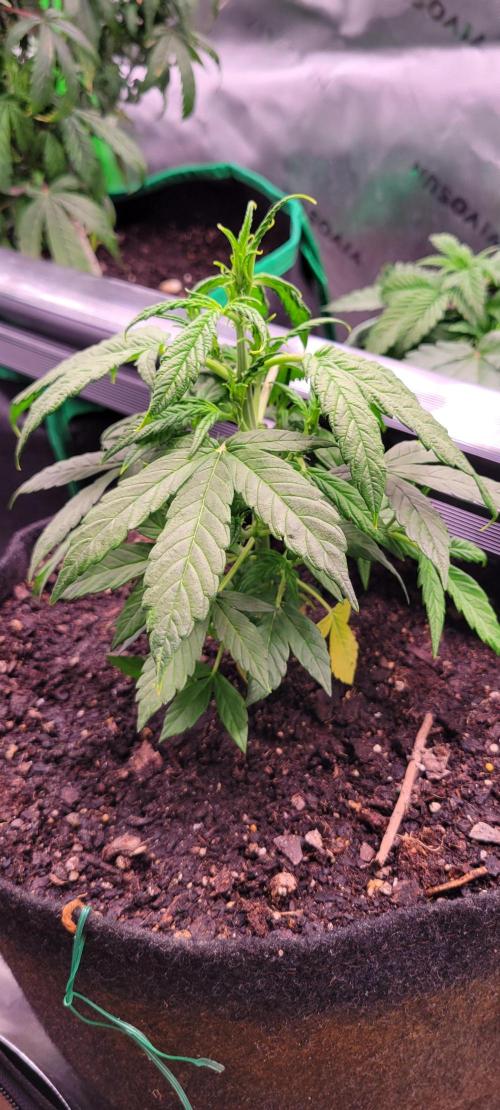 Gorilla Cookies. Week 5