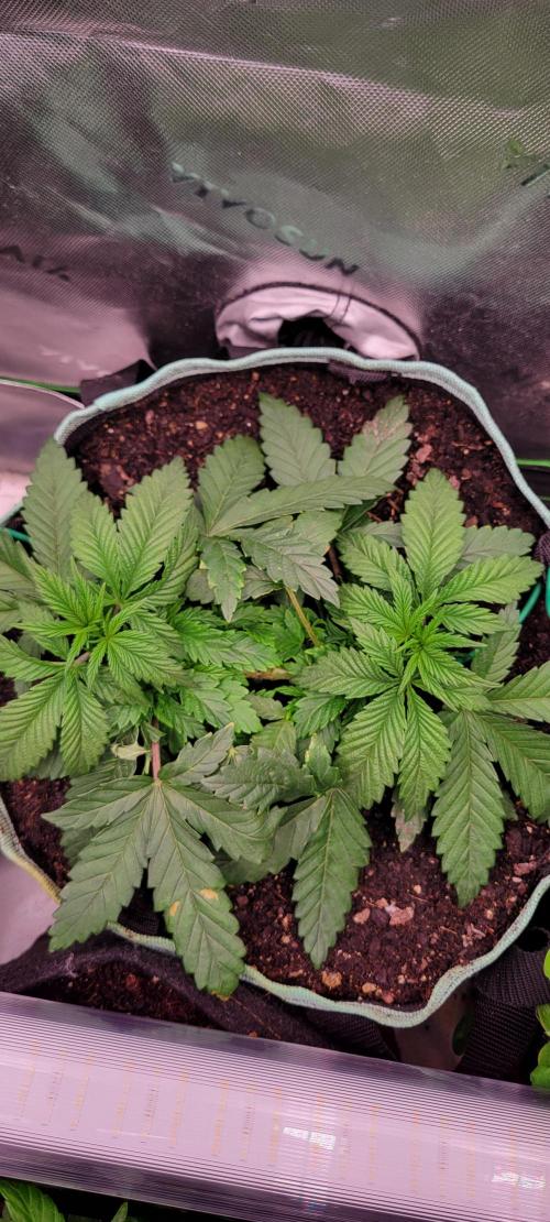 Chem Funk. Week 5