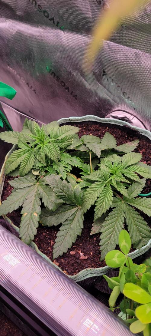 Chem Funk. Week 5
