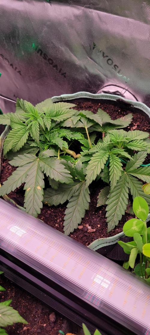 Chem Funk. Week 5