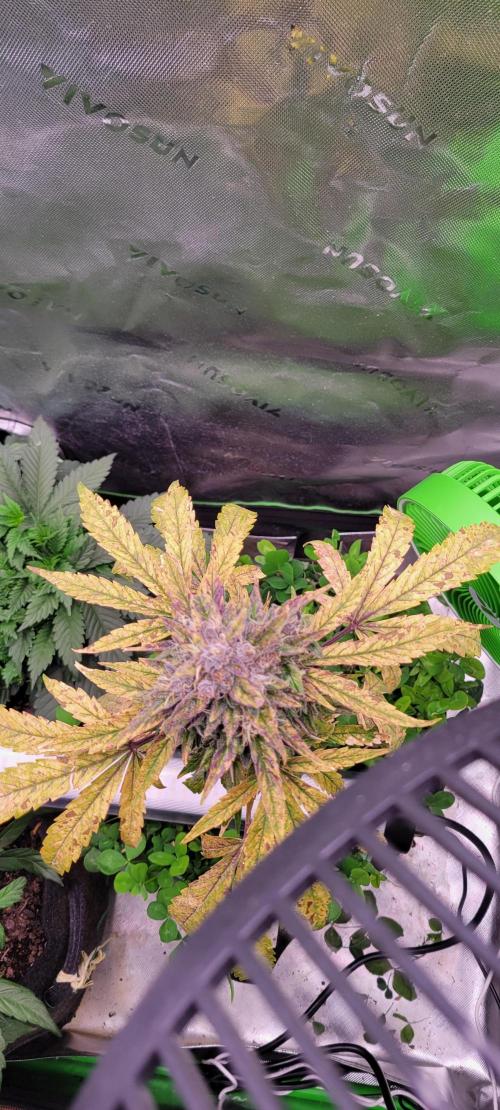 🍋🍒🍪 Lemon Cherry Cookies. Week 8