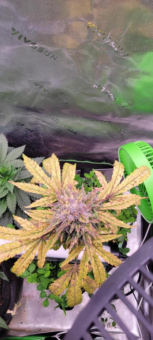 🍋🍒🍪 Lemon Cherry Cookies. Week 8