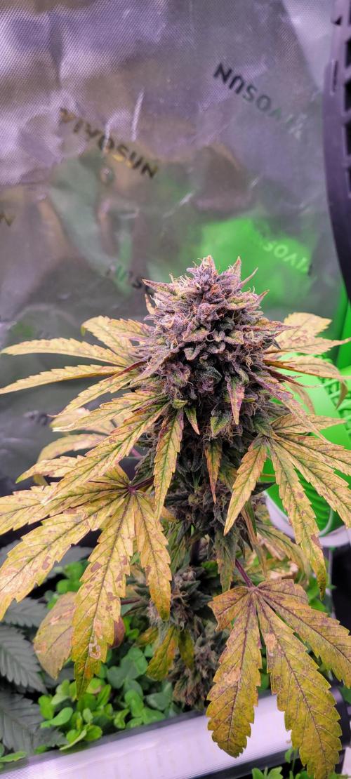 🍋🍒🍪 Lemon Cherry Cookies. Week 8