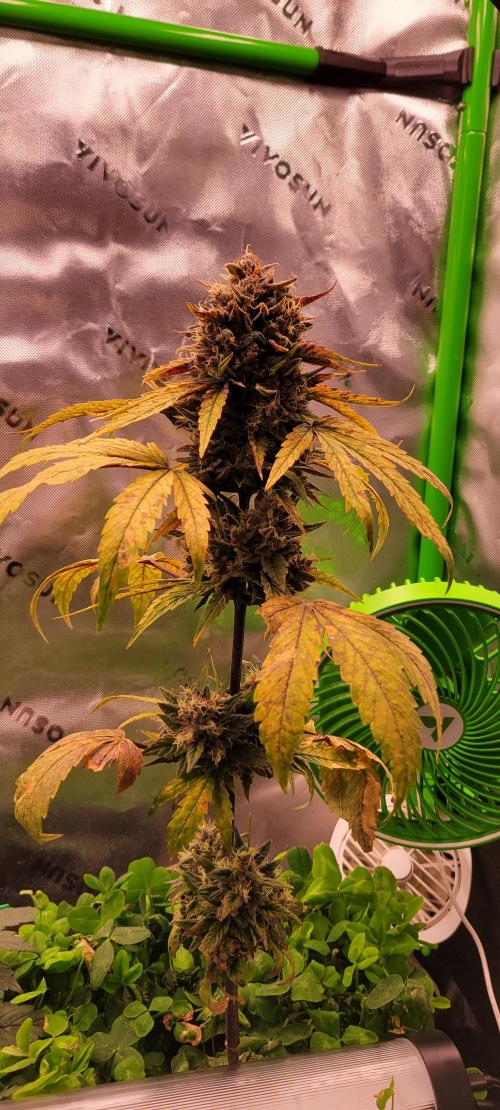 🍋🍒🍪 Lemon Cherry Cookies. Week 8
