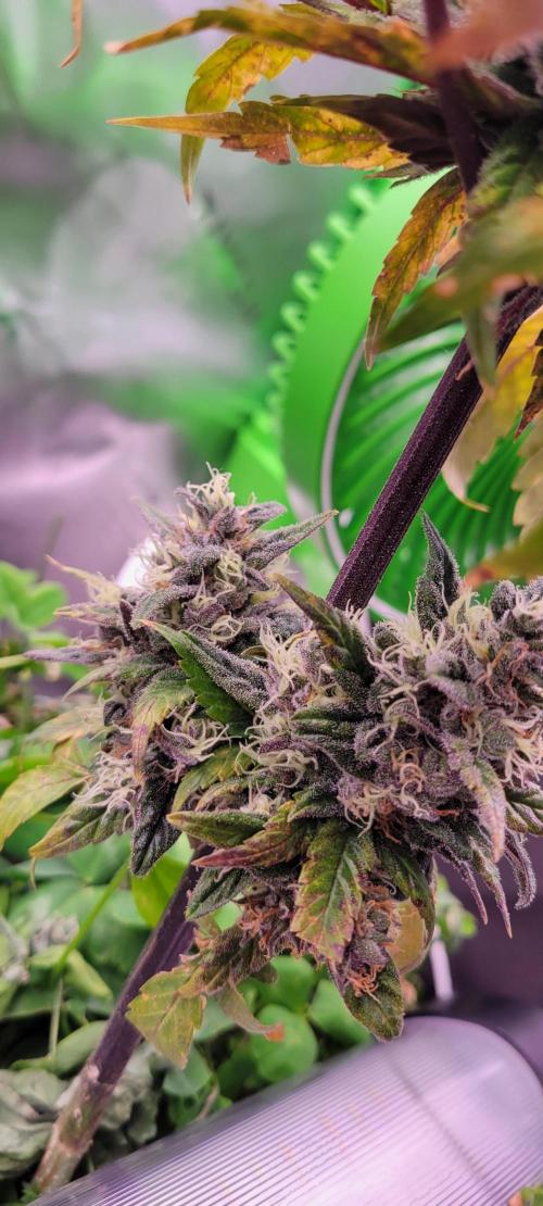 🍋🍒🍪 Lemon Cherry Cookies. Week 8