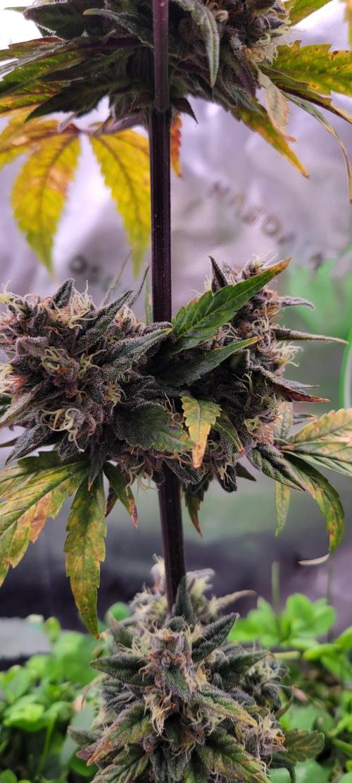 🍋🍒🍪 Lemon Cherry Cookies. Week 8