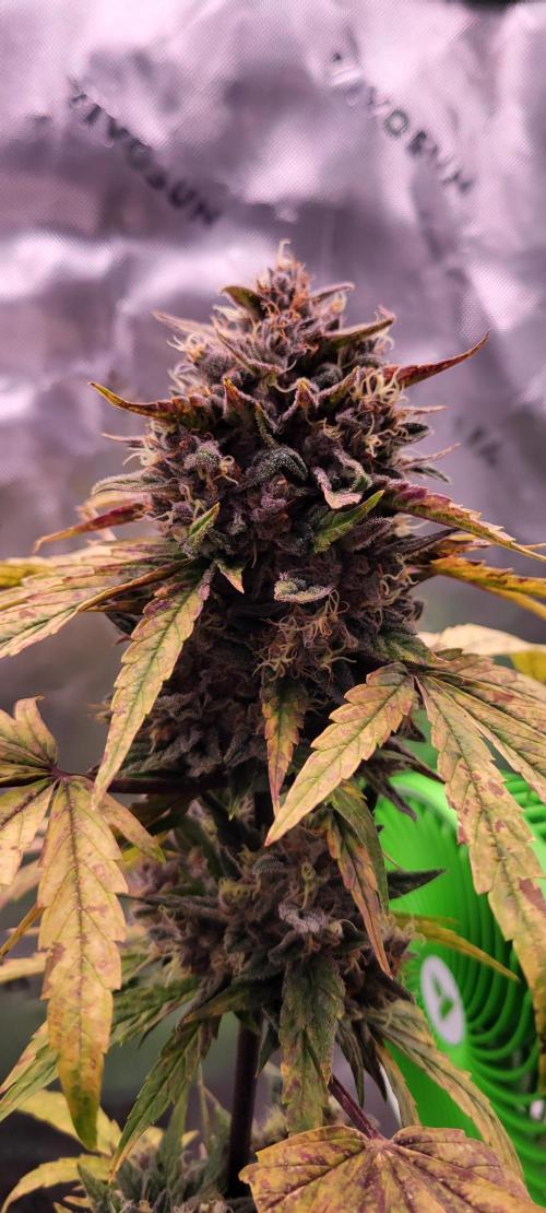 🍋🍒🍪 Lemon Cherry Cookies. Week 8
