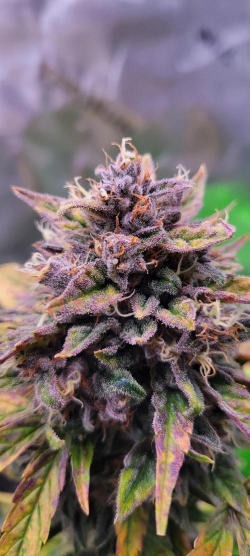🍋🍒🍪 Lemon Cherry Cookies. Week 8