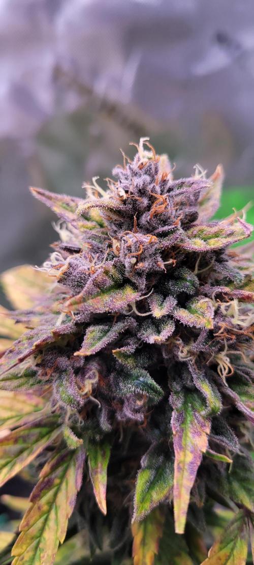 🍋🍒🍪 Lemon Cherry Cookies. Week 8