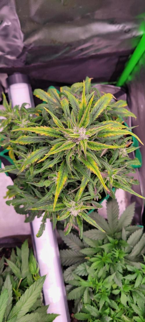 RF3 Strawberry Gorilla🍓. Week 8