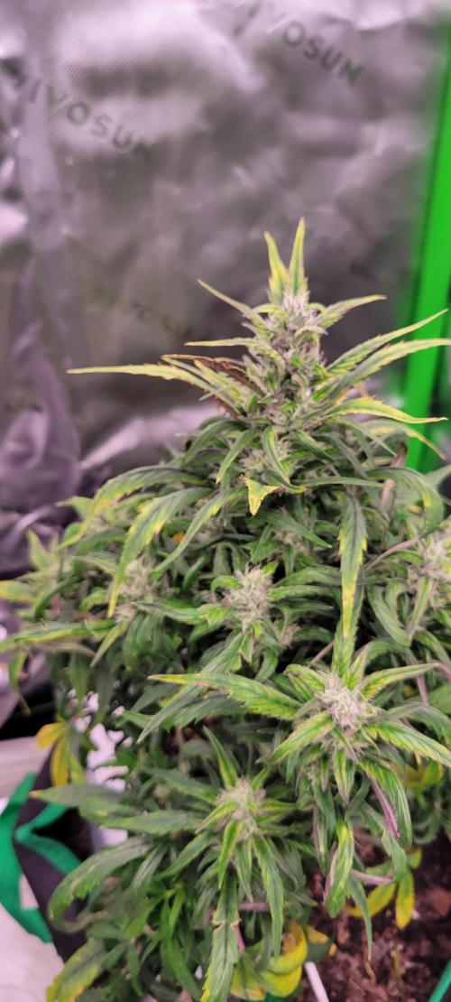 RF3 Strawberry Gorilla🍓. Week 8