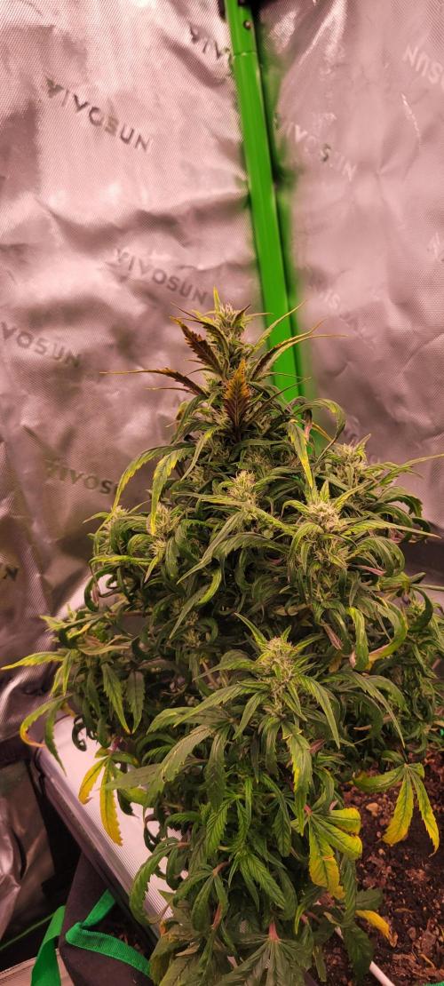 RF3 Strawberry Gorilla🍓. Week 8