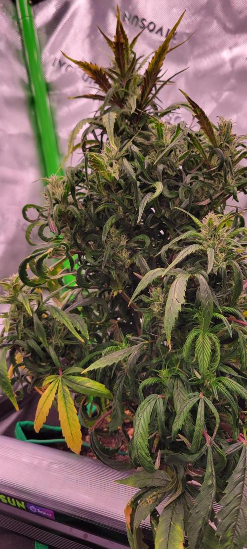 RF3 Strawberry Gorilla🍓. Week 8