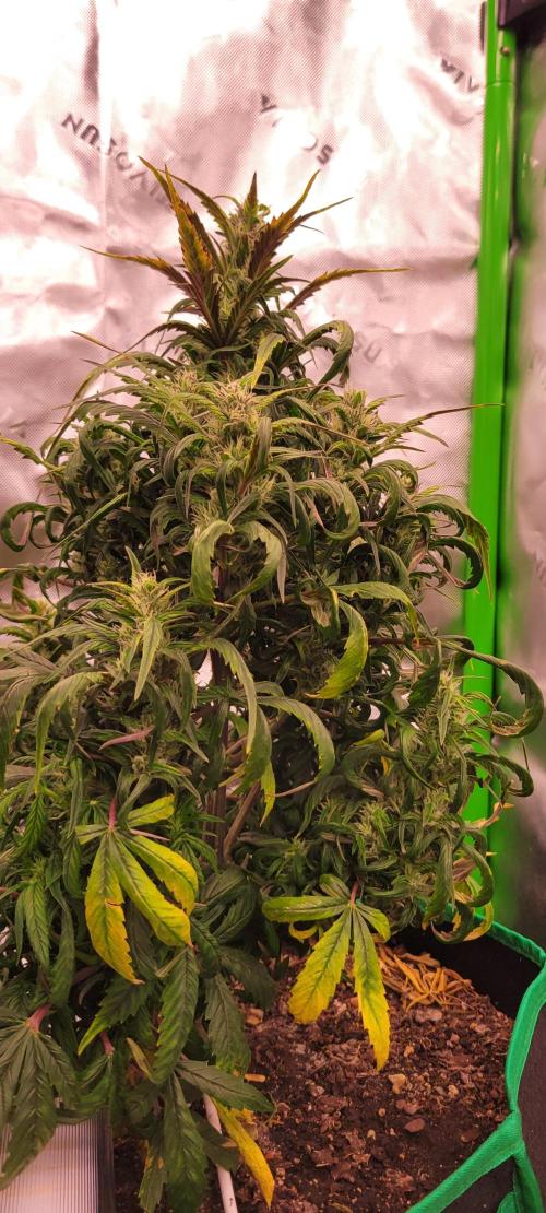 RF3 Strawberry Gorilla🍓. Week 8