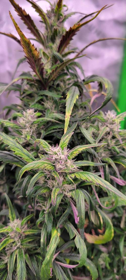 RF3 Strawberry Gorilla🍓. Week 8
