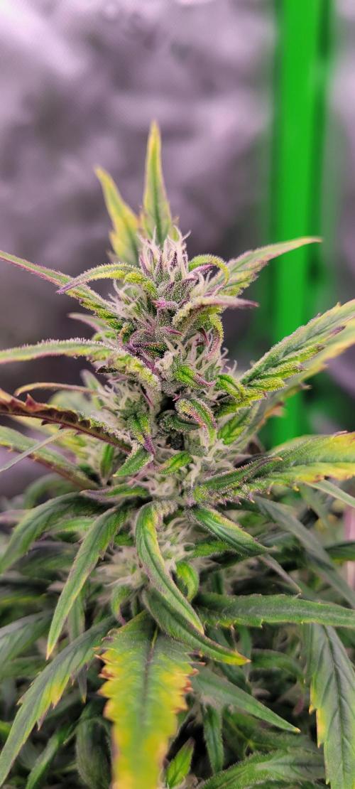 RF3 Strawberry Gorilla🍓. Week 8