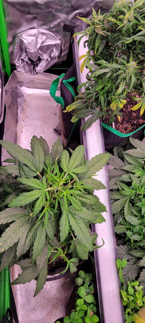 Gorilla Cookies. Week 6