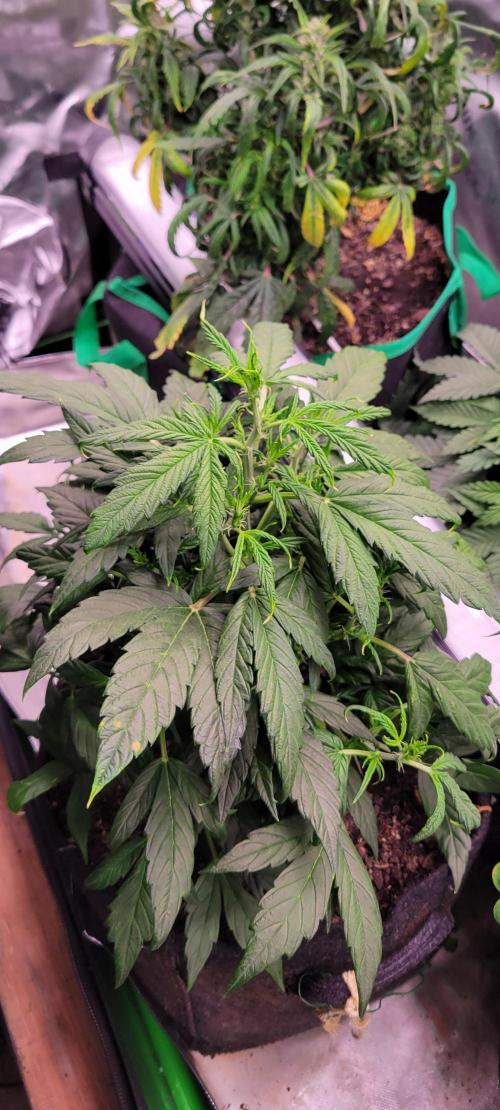 Gorilla Cookies. Week 6