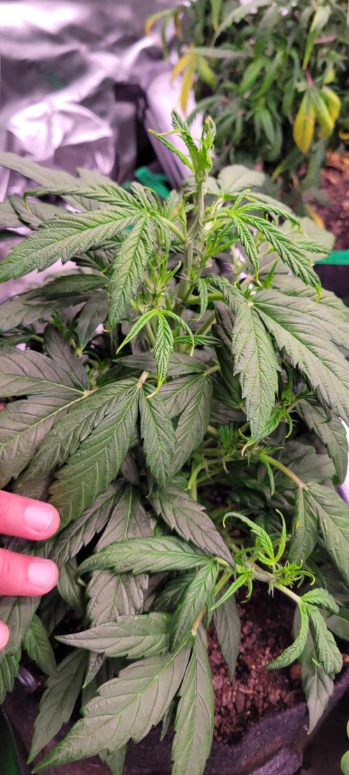 Gorilla Cookies. Week 6
