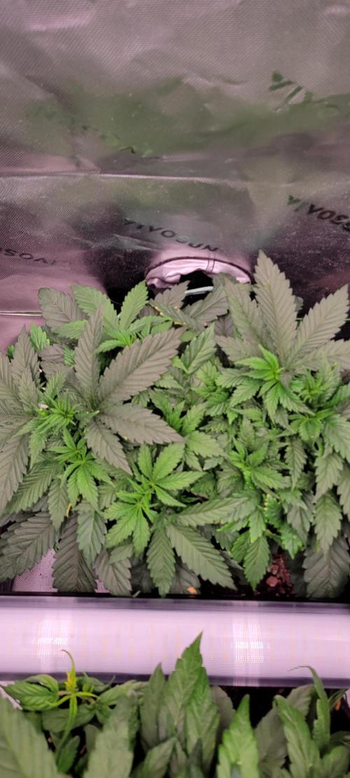 Chem Funk. Week 6