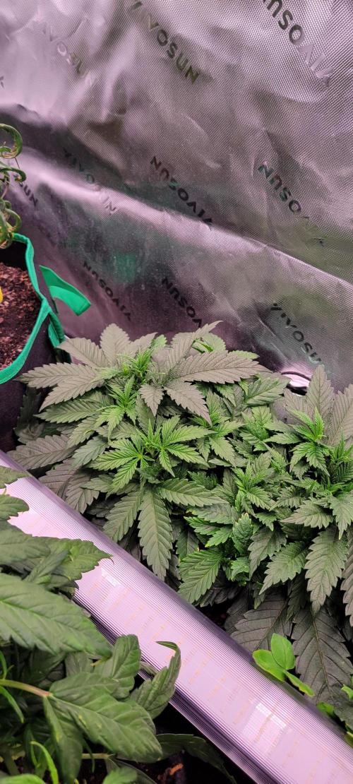 Chem Funk. Week 6