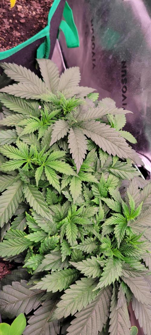 Chem Funk. Week 6