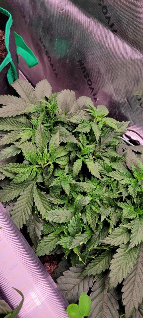 Chem Funk. Week 6