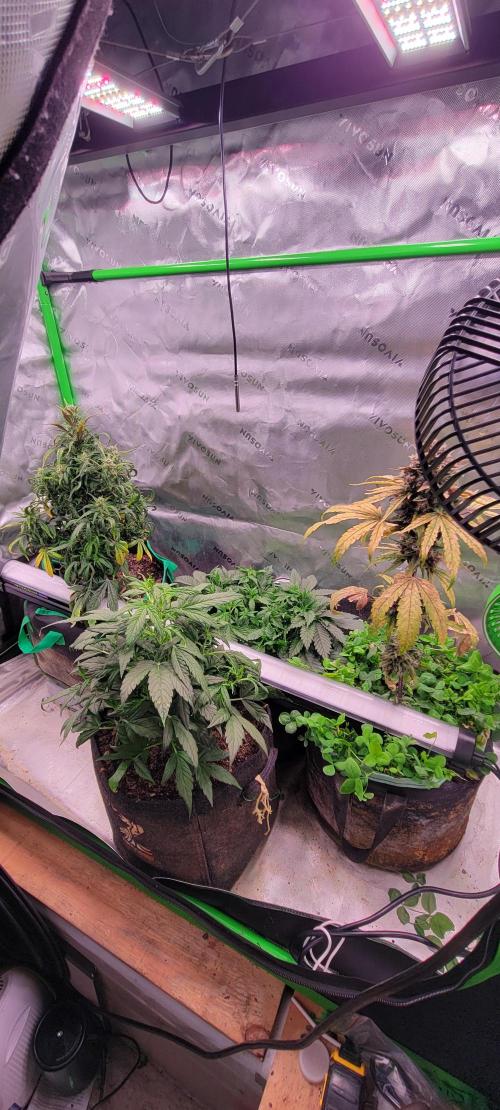 Chem Funk R1. Week 6