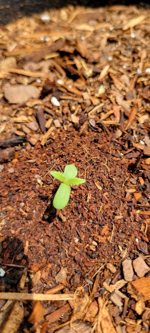 Runtz F1. Week 0