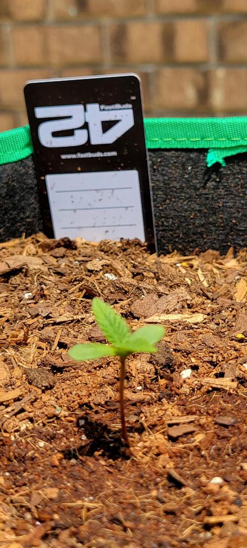 Purple Lemonade FF. Week 0