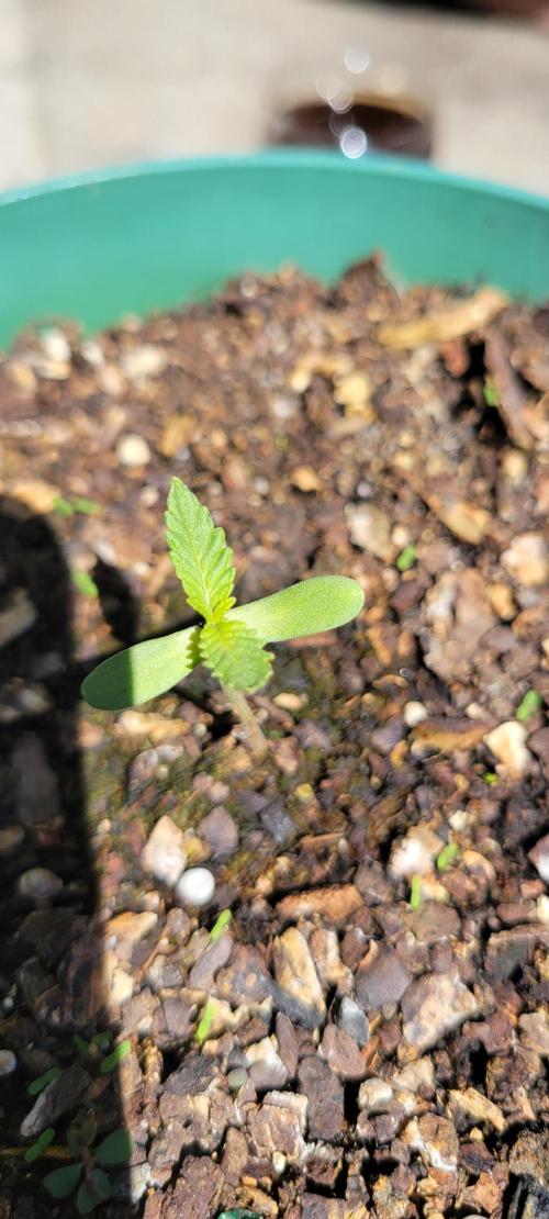 Z42 FB. Week 1