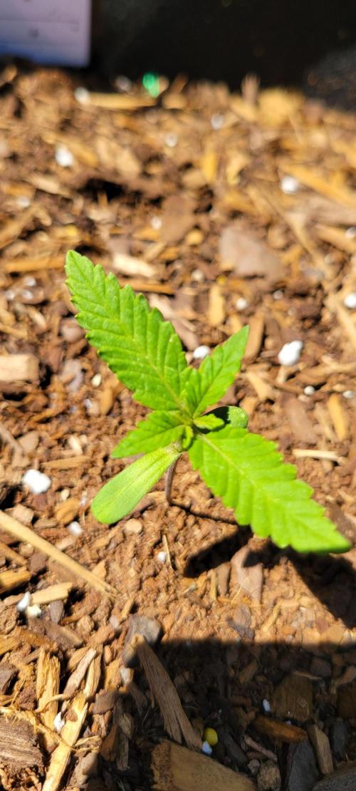 Purple Lemonade FF. Week 1