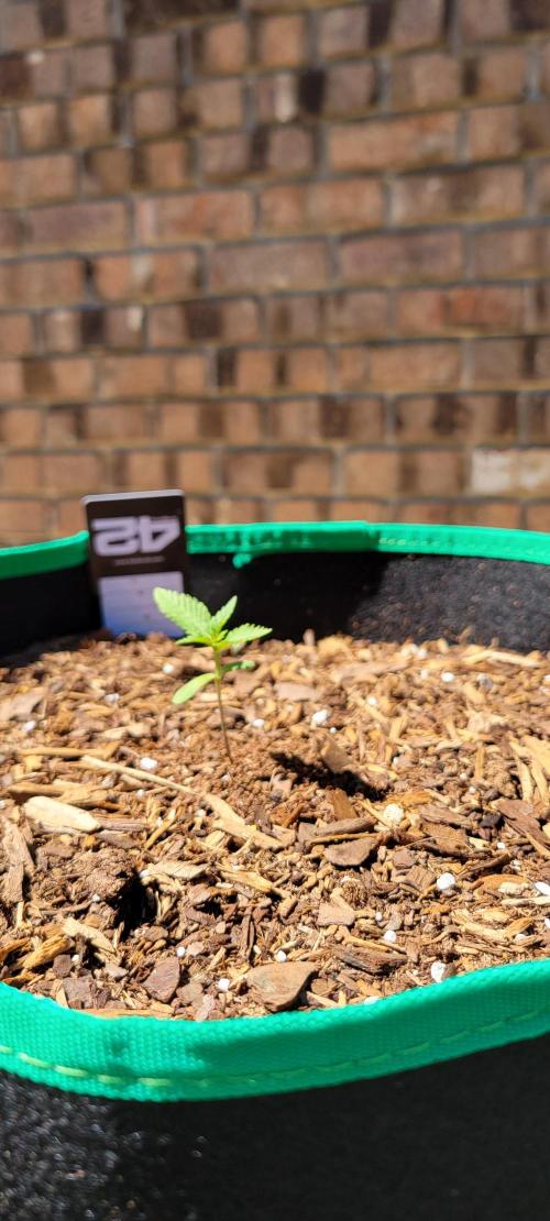 Purple Lemonade FF. Week 1