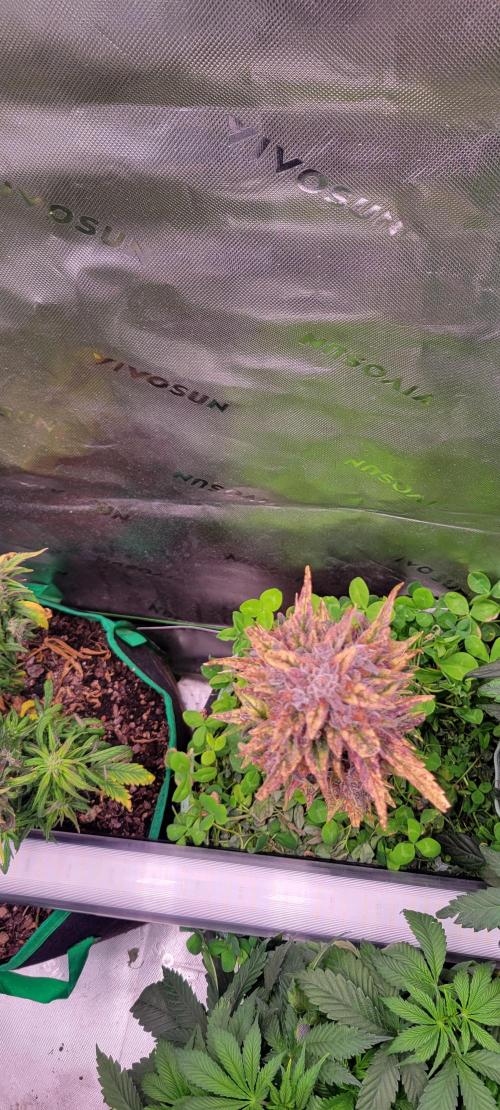🍋🍒🍪 Lemon Cherry Cookies. Week 9