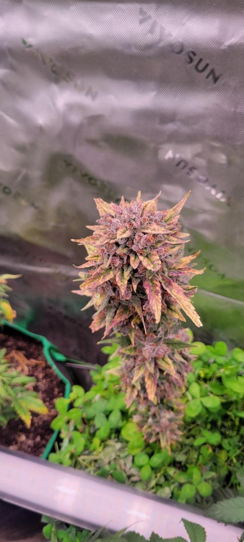 🍋🍒🍪 Lemon Cherry Cookies. Week 9
