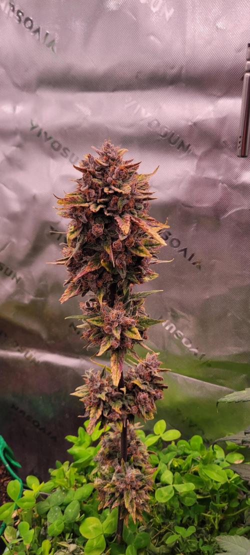 🍋🍒🍪 Lemon Cherry Cookies. Week 9