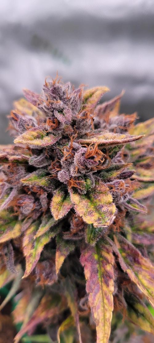 🍋🍒🍪 Lemon Cherry Cookies. Week 9
