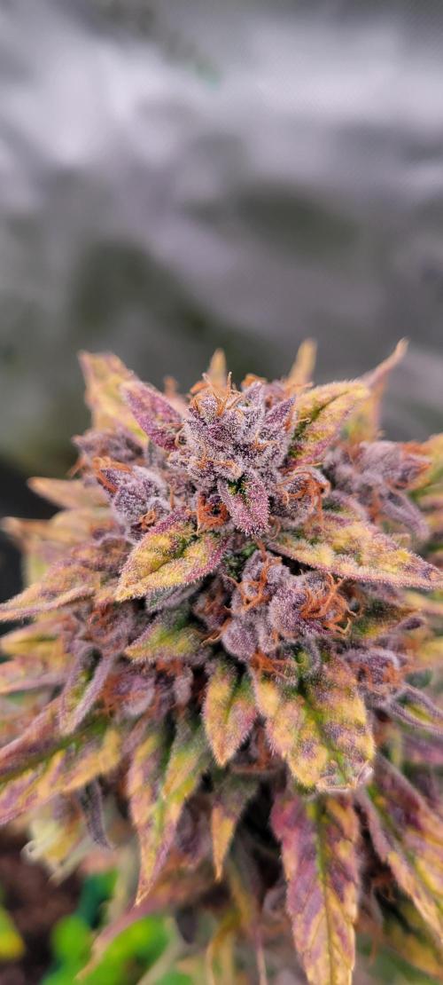 🍋🍒🍪 Lemon Cherry Cookies. Week 9