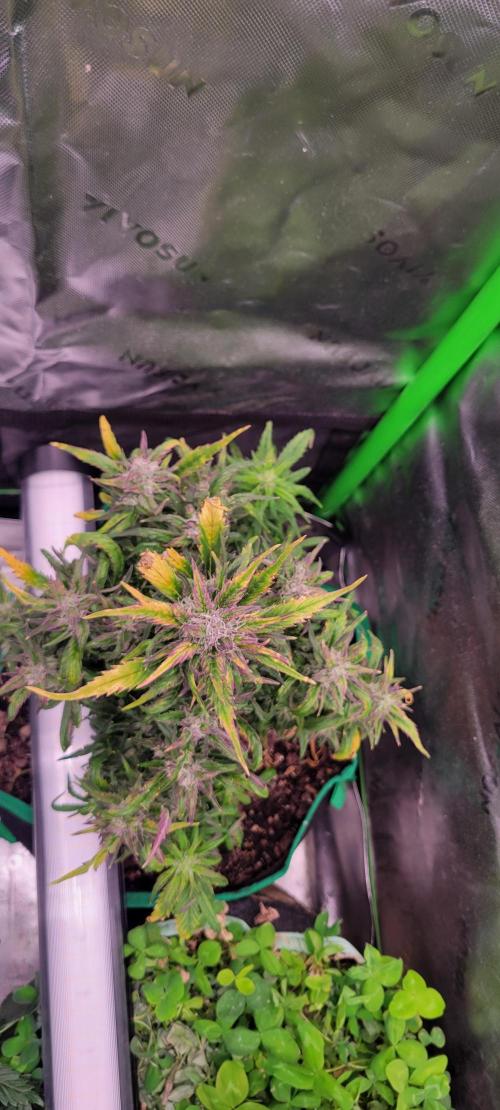 RF3 Strawberry Gorilla🍓. Week 9