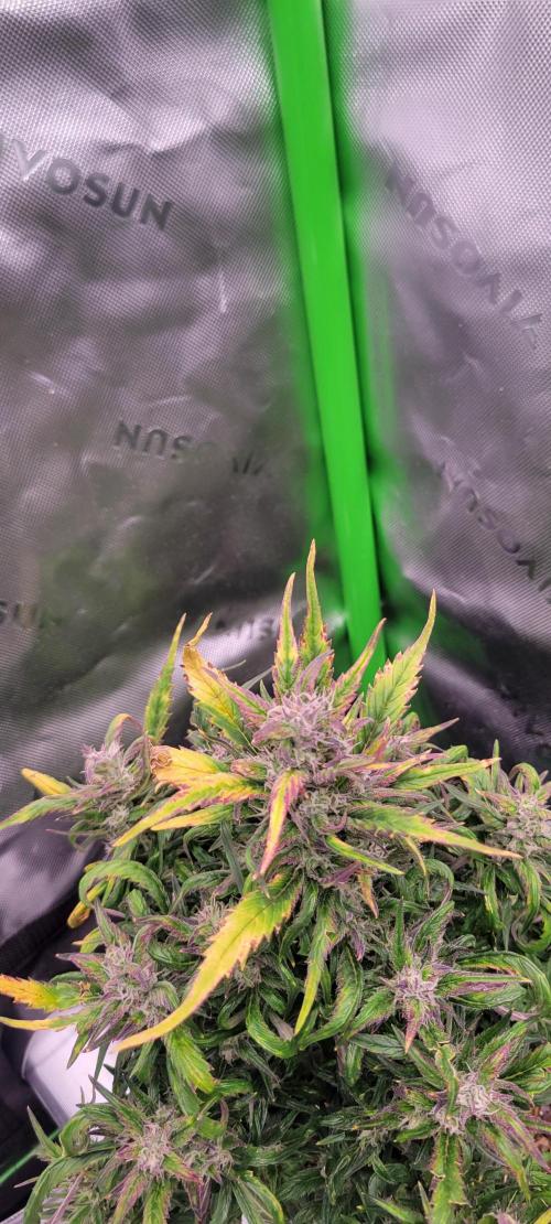 RF3 Strawberry Gorilla🍓. Week 9