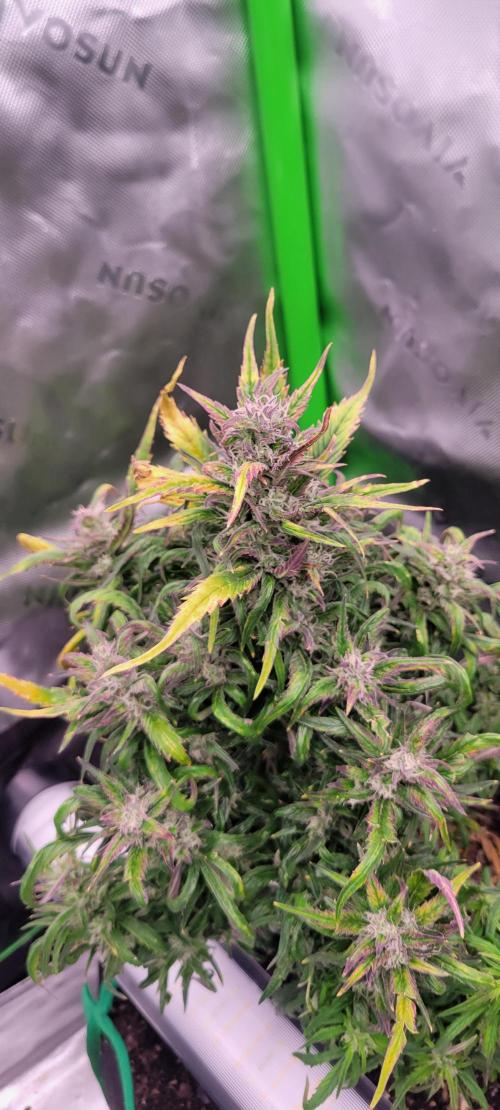 RF3 Strawberry Gorilla🍓. Week 9